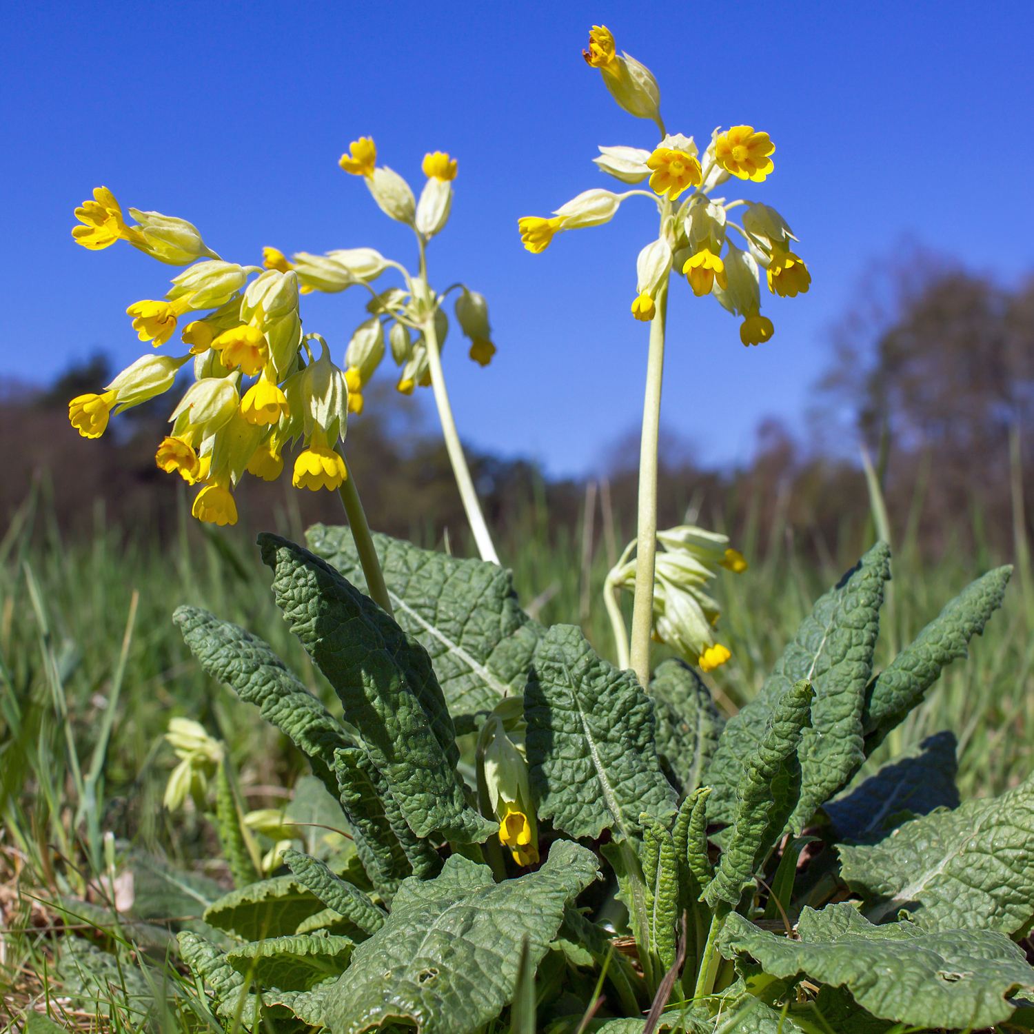 schluesselblume heilpflanze